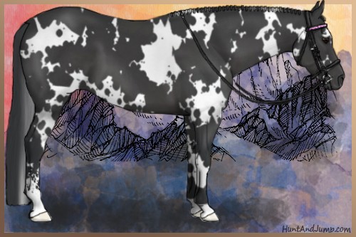 Horse Color:White Spotted Black Sabino 