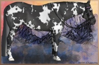 Horse Color:White Spotted Black Sabino 