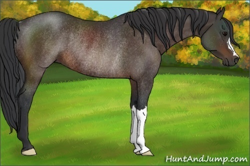 Horse Color:Brown Rabicano