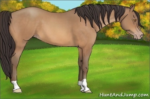 Horse Color:Sable Champagne 