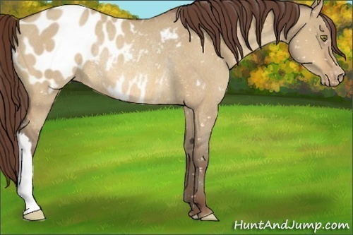 Horse Color:Sable Champagne Dun Appaloosa Rabicano 