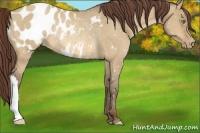 Horse Color:Sable Champagne Dun Blanket Rabicano