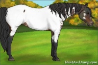 Horse Color:Brown Appaloosa Rabicano 