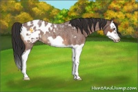 Horse Color:Bay Roan Splash Frame Appaloosa 