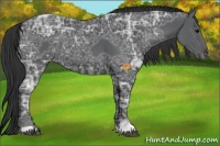 Horse Color:Black Ice 