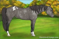 Horse Color:Grullo Appaloosa Rabicano