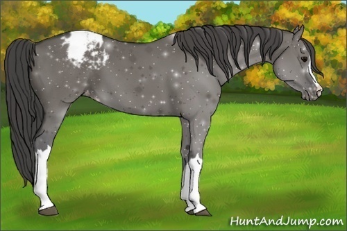Horse Color:Grullo Appaloosa 