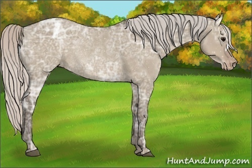 Horse Color:Silver Grullo Ice Blanket Rabicano 