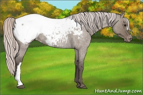 Horse Color:Silver Grullo Roan Snowcap Rabicano