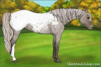 Horse Color:Silver Grullo Roan Snowcap Rabicano