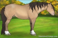 Horse Color:Amber Champagne