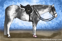 Horse Color:White Spotted Black