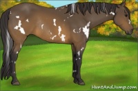 Horse Color:White Spotted Buckskin Rabicano
