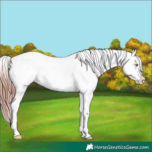 Horse Color:White Spotted Sable Champagne Blanket Rabicano 