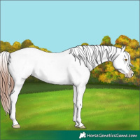 Horse Color:White Spotted Sable Champagne Blanket Rabicano 