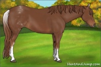Horse Color:White Spotted Chestnut 