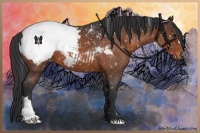 Horse Color:Brown Roan Appaloosa