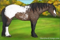 Horse Color:Brown Appaloosa 