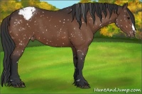 Horse Color:Brown Appaloosa 