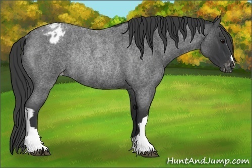 Horse Color:Blue Roan Appaloosa Rabicano 