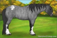Horse Color:Blue Roan Appaloosa Rabicano 