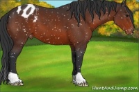 Horse Color:Brown Appaloosa