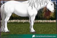 Horse Color:Liver Chestnut Appaloosa 