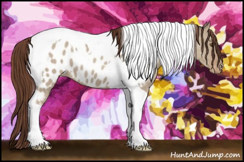 Horse Color:Classic Champagne Dun Tobiano Appaloosa 