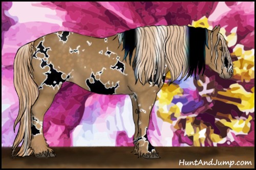 Horse Color:White Spotted Chocolate Palomino