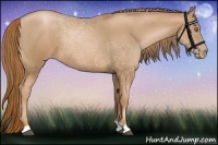 Horse Color:Chestnut Pearl