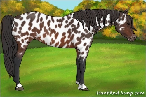 Horse Color:Brown Appaloosa 