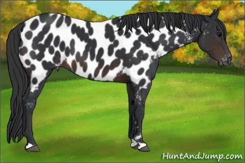 Horse Color:Brown Near Leopard