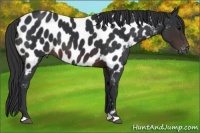 Horse Color:Brown Appaloosa 