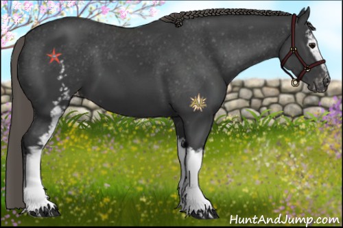 Horse Color:White Spotted Smoky Black Appaloosa