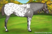 Horse Color:Grullo Roan Tobiano Appaloosa 
