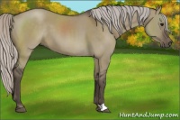 Horse Color:Silver Grullo 
