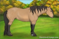 Horse Color:Buckskin Rabicano