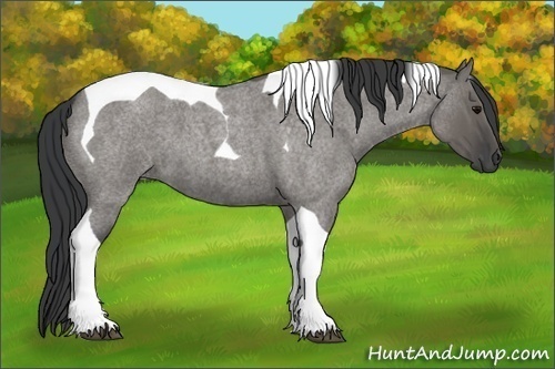 Horse Color:Grullo Roan Tobiano