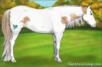 Horse Color:White Spotted Bay Pearl Splash Tobiano