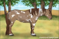Horse Color:White Spotted Liver Red Dun 
