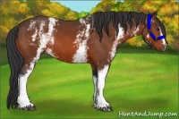 Horse Color:White Spotted Bay 