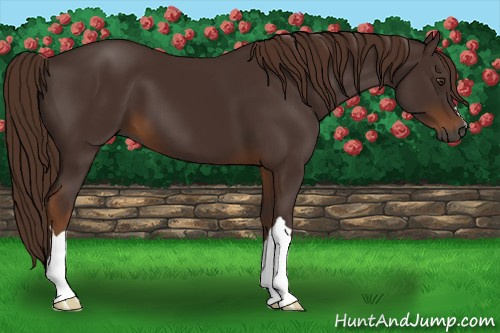 Horse Color:Gray Chestnut 