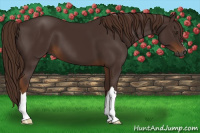Horse Color:Gray Chestnut 
