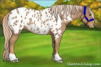 Horse Color:Palomino Near Leopard 