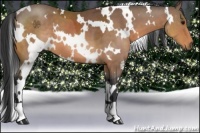 Horse Color:White Spotted Buckskin
