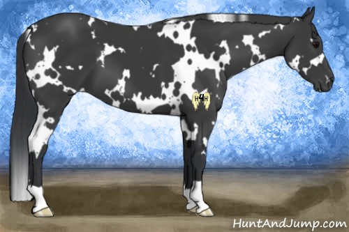 Horse Color:White Spotted Black