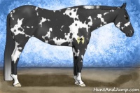 Horse Color:White Spotted Black