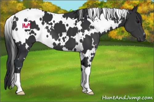 Horse Color:White Spotted Black 