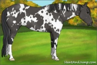 Horse Color:White Spotted Black