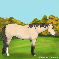 Horse Color:Buckskin Roan 